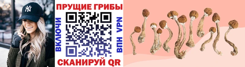 Псилоцибиновые грибы прущие грибы Кяхта